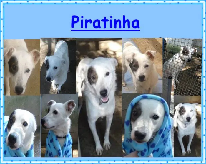 Cachorro ra a SRD idade 2 anos nome Piratinha