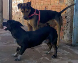 Cachorro raça SRD idade  nome Dois lindos