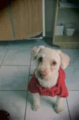 Poodle