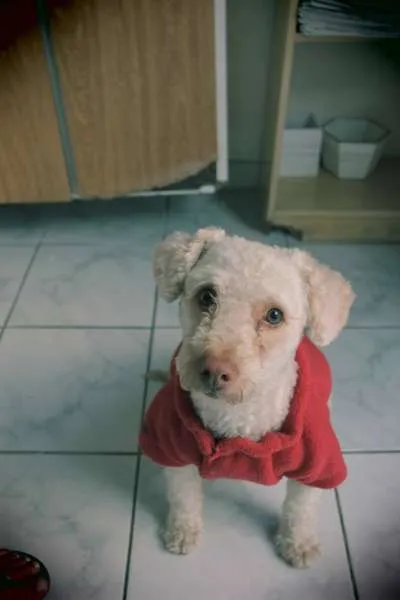 Cachorro ra a Poodle idade  nome Poodle