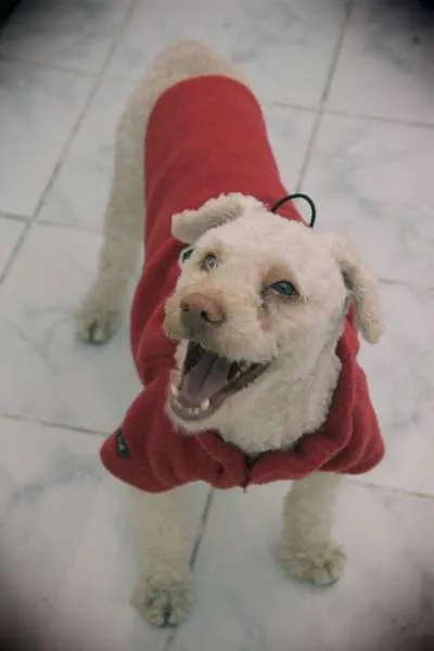 Cachorro ra a Poodle idade  nome Poodle