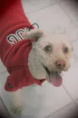 Poodle