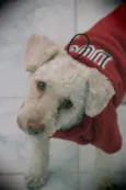 Poodle