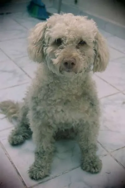 Cachorro ra a Poodle idade  nome Poodle