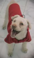 Poodle