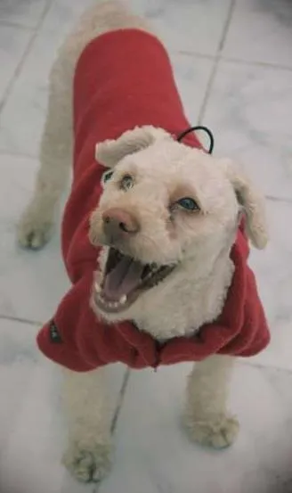 Cachorro ra a Poodle idade  nome Poodle