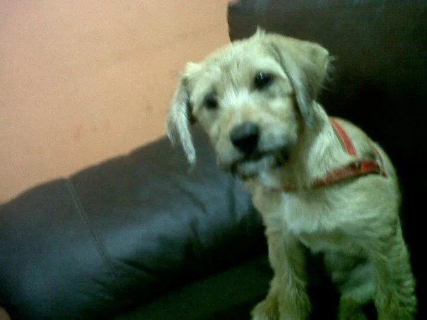 Cachorro ra a Misturada idade 1 ano nome Jullie