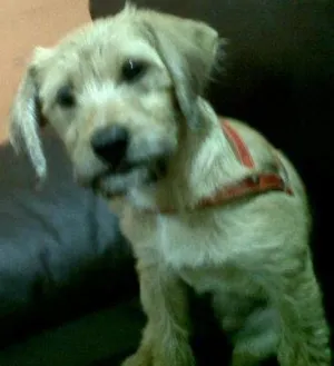 Cachorro raça Misturada idade 1 ano nome Jullie