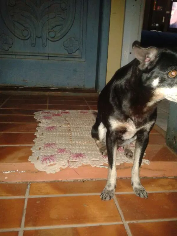 Cachorro ra a viralatas idade 6 ou mais anos nome Lola GRATIFICA