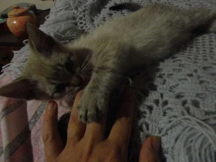 Gato ra a SRD idade Abaixo de 2 meses nome Tico e Teco