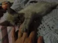 Tico e Teco