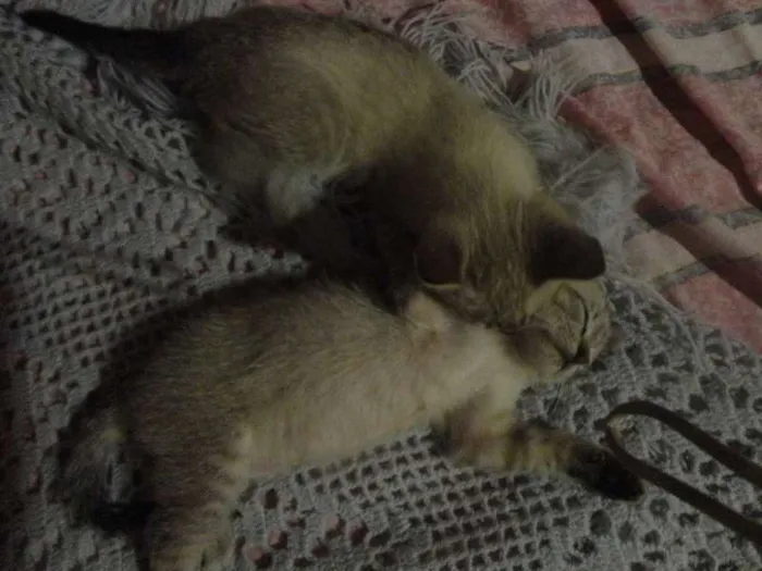 Gato ra a SRD idade Abaixo de 2 meses nome Tico e Teco