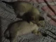 Tico e Teco