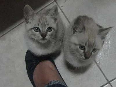 Gato ra a SRD idade Abaixo de 2 meses nome Tico e Teco