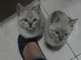 Tico e Teco
