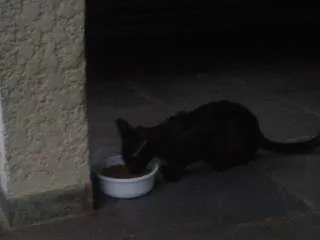 Gato ra a  idade 1 ano nome blaky e pixy