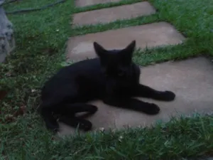 Gato raça  idade 1 ano nome blaky e pixy