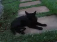 blaky e pixy