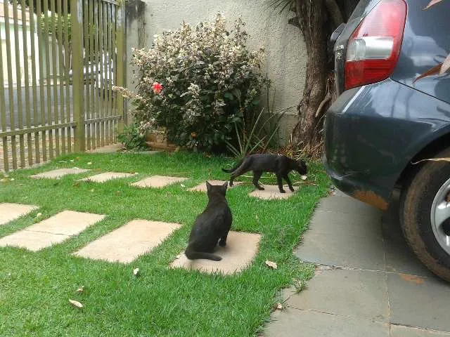 Gato ra a  idade 1 ano nome blaky e pixy