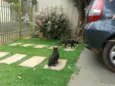 blaky e pixy