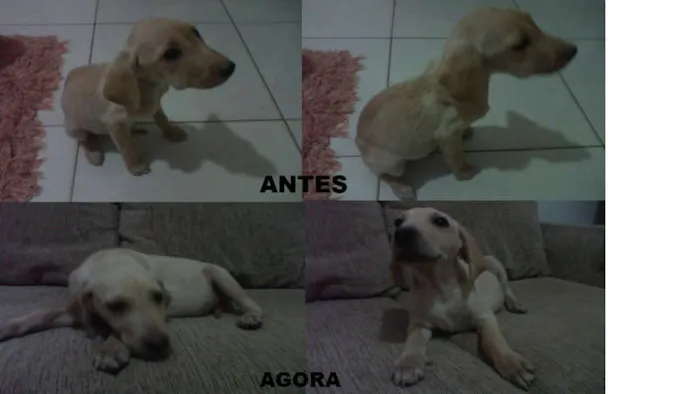Cachorro ra a SRD idade 2 a 6 meses nome sem nome