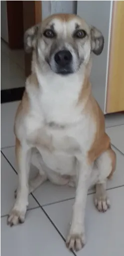 Cachorro ra a SRD idade 5 anos nome Vitória