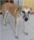 Vitória