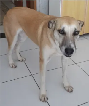 Cachorro raça SRD idade 5 anos nome Vitória