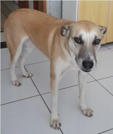 Cachorro ra a SRD idade 5 anos nome Vitória
