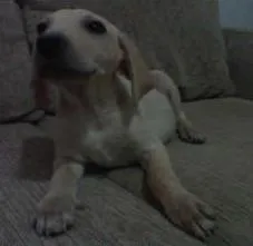 Cachorro ra a SRD idade 2 a 6 meses nome sem nome