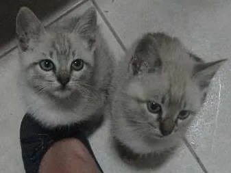 Gato ra a SRD idade Abaixo de 2 meses nome Tico e Teco