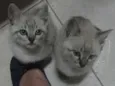 Tico e Teco