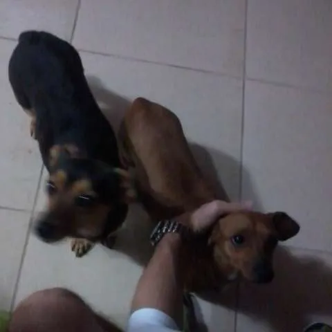 Cachorro ra a bacê e vira-lata idade  nome Sem nome