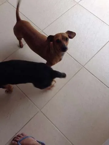 Cachorro ra a bacê e vira-lata idade  nome Sem nome