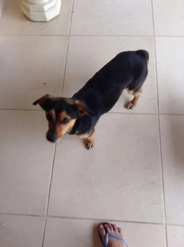 Cachorro ra a bacê e vira-lata idade  nome Sem nome