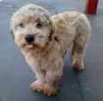 Lindo Cãozinho