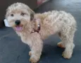 Lindo Cãozinho