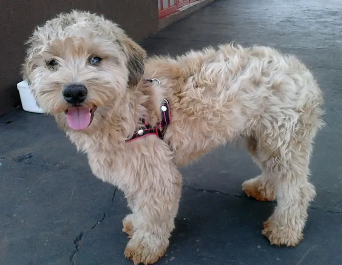 Cachorro ra a Poodle idade  nome Lindo Cãozinho