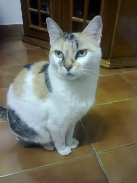 Gato ra a SRD idade 6 ou mais anos nome Kitty