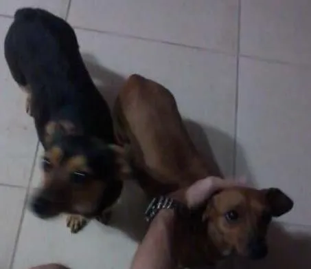Cachorro ra a bacê e vira-lata idade  nome Sem nome