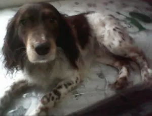 Cachorro raça Cocker idade  nome Bartô