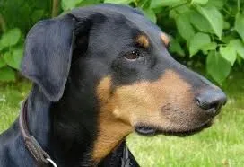 Cachorro ra a Doberman idade 1 ano nome Tigre