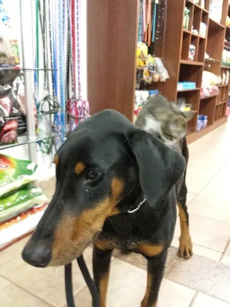 Cachorro ra a Doberman idade 1 ano nome Tigre