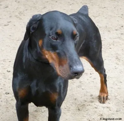 Cachorro ra a Doberman idade 1 ano nome Tigre