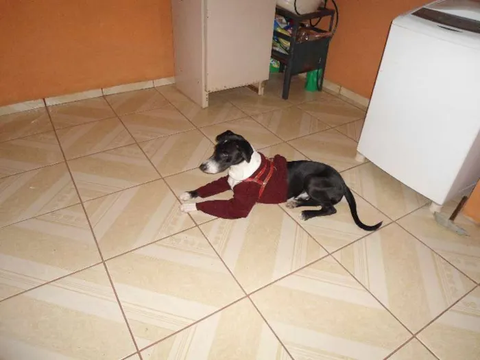 Cachorro ra a Rottweiler e Dalmata idade 1 ano nome Luke