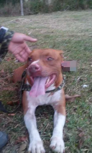 Cachorro raça Pit bul idade 6 ou mais anos nome Akira