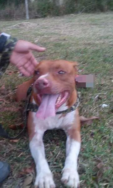 Cachorro ra a Pit bul idade 6 ou mais anos nome Akira