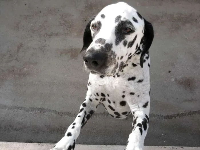 Cachorro ra a Dálmata idade 6 ou mais anos nome YODA