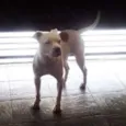 Bug