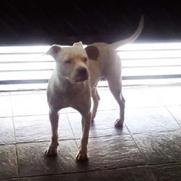 Cachorro ra a pit bull idade 2 anos nome Bug
